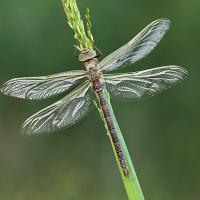 Brown Hawker 1 